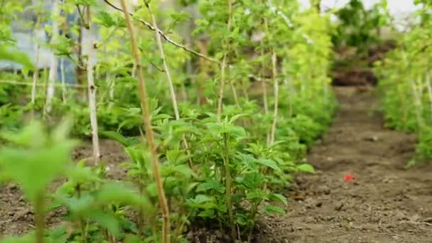 Rolnik Uprawia Maliny Wysokie Krzewy Zielonych Malin Kwitnące Maliny Plantacji — Wideo stockowe