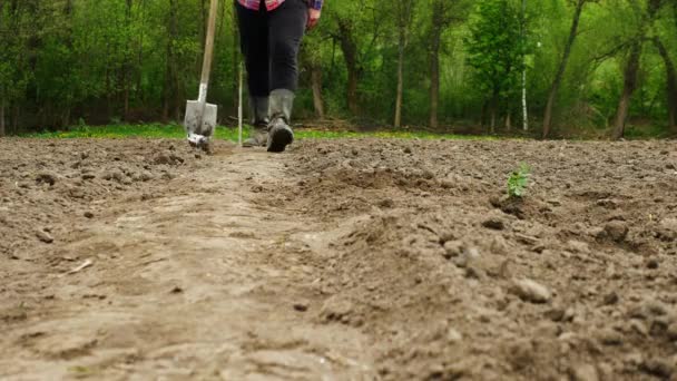 Boer Loopt Door Zwarte Grond Met Een Schop Zijn Handen — Stockvideo