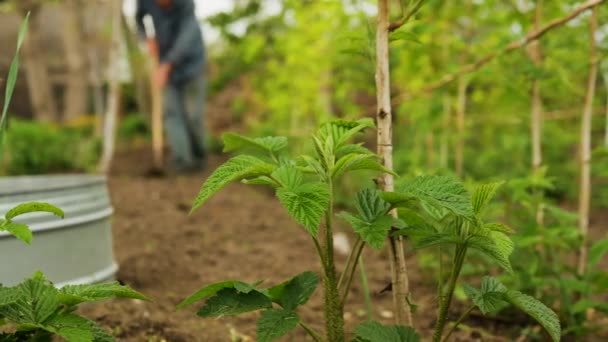 Framboesas Florescendo Close Agricultor Cresce Framboesas Agricultura Agricultor Cultiva Terra — Vídeo de Stock