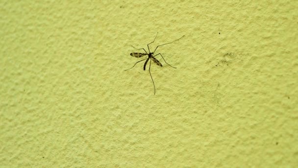 Mosquito Mutante Pared Mosquito Grande Con Alas Insectos — Vídeos de Stock