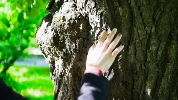 Flickan Lägger Sin Hand Barken Ett Träd Laddning Energi Från — Stockvideo