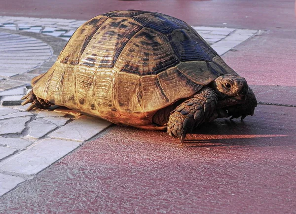 Una Vieja Tortuga Con Una Enorme Concha — Foto de Stock