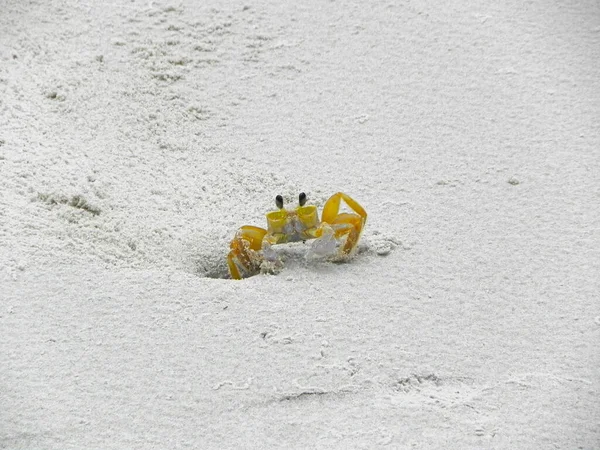 Krabbe Sand Meereskrabben — Stockfoto