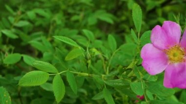 Gül kalça çiçeği. Baharda çiçek açan gül kalça dalının yavaş hareketi. Bir dalda gül filizi