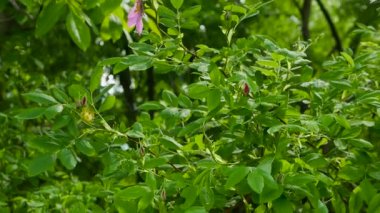 Dal, çiçek açan yabani gül çiçekleriyle kaplıdır. Rosehip ağacını iyileştiriyor