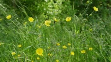 Dağlarda çiçekler. Güzel kır çiçekleri rüzgarda sallanıyor, böcek çiçekleri tozlaştırıyor.