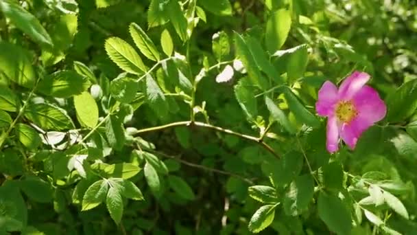 Blooming Rose Hips Garden Healing Rosehip Beautiful Pink Flower Tree — Stock Video