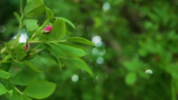 Kopierraum Zeitlupe Eines Zweiges Blühender Hagebutten Frühling Hagebutten Sprießen Auf — Stockvideo