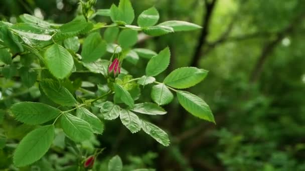 Rosa Rosa Rosa Flor Fechada Movimento Super Lento Espaço Cópia — Vídeo de Stock