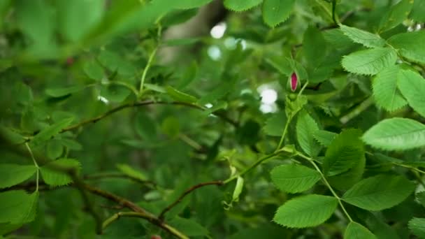 Virágzó Rózsa Csípő Ringatózik Szélben Lassított Felvétel Egy Rózsa Csípő — Stock videók