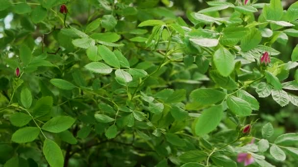 Ormanda Gül Kalçaları Bir Ağaç Dalında Çiçek Açar Olgunlaşmış Gül — Stok video