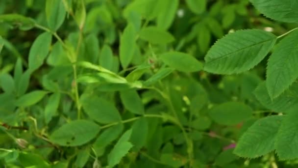 Ramo Rosa Mosqueta Floreciendo Una Rama Árbol Arbusto — Vídeo de stock