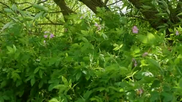 Wind Shakes Branches Blooming Wild Rose Pink Flowers Forest — Stock Video