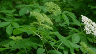 Mürver ağacı fidanlıkta çiçek açar. Mürver yetiştiriyorum. Çiçekli böğürtlen.
