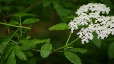 Yağmurlu havada yaşlı böğürtlen çalısı, ormanda çiçek açmak, tarlada mürver yetiştirmek. Bahar çiçekleri.