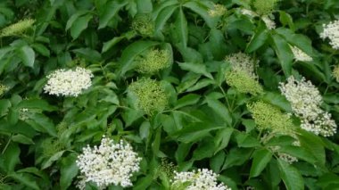 Çiçek açan mürver, sık yaban mersini ilkbahar çalısı