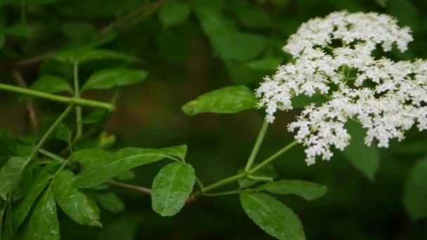 Vlierbessenstruik Bij Regenachtig Weer Bloeiend Het Bos Vlierbessenteelt Plantage Voorjaarsvlierbloem — Stockvideo