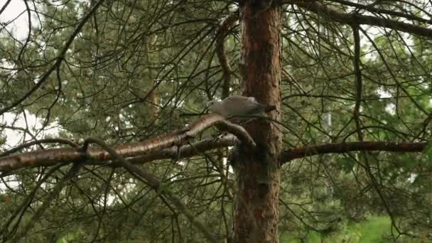 Pomba Selvagem Galho Árvore Tempo Chuvoso Pássaro Cinzento Galho Árvore — Vídeo de Stock