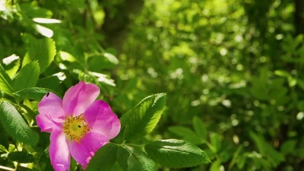 野玫瑰的大花特写 昆虫给玫瑰的臀部授粉 花园里盛开的玫瑰 — 图库视频影像