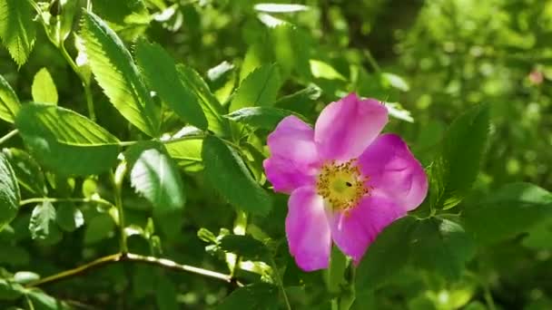 マクロ ローズヒップ フラワーのクローズアップ 昆虫はバラの腰を受粉させる 庭にバラの腰を開花 — ストック動画