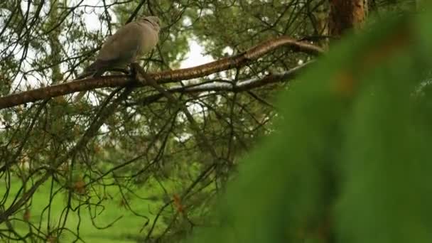 Een Grijze Wilde Duif Een Sparren Boomtak — Stockvideo