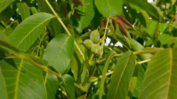 Slow Motion Branch Walnut Fruit Ripening Walnut Tree — Stock Video