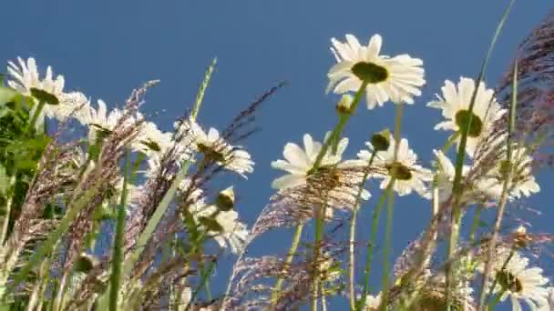风使田野的雏菊摇曳 高个子夏季雏菊 美丽的花朵 — 图库视频影像