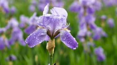 Yağmurda çiçeğin yumuşak odağı. Çiçek tarlası arka planı. Bahçedeki inanılmaz güzel çiçekler