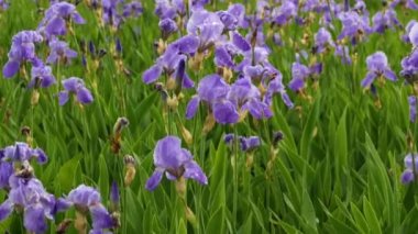 Yağmurda bir sürü mor çiçek. Çiçek tarlası arka planı. Bahçedeki inanılmaz güzel çiçekler.