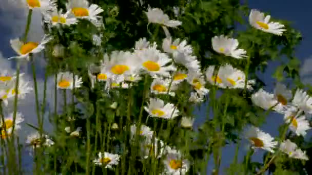 Increíblemente Hermosas Margaritas Balancean Viento Fondo Floral Flores Con Pétalos — Vídeos de Stock
