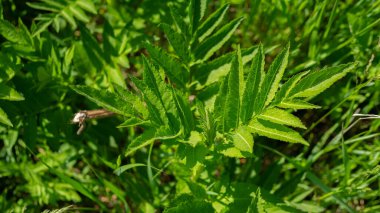 Çiçekli mürver yaprakları, yeşil mürver.