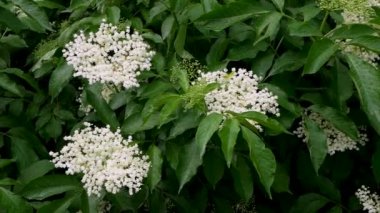 Mürver dalları. Çiçek açan mürver böğürtleni yakın çekim üst görünümü