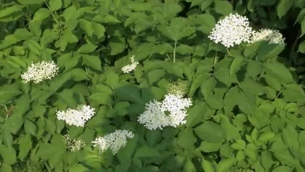 Frühlingsblühender Holunder Auf Der Plantage Ein Holunderzweig Wind — Stockvideo