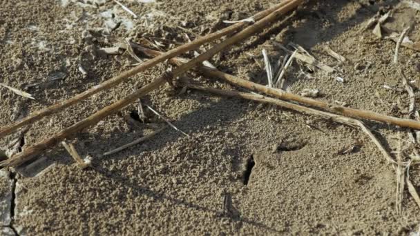 Formiche Sono Buchi Nel Terreno Formiche Strisciano Terra — Video Stock