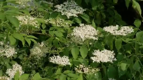 Frühlingsblühender Holunder Auf Der Plantage Holunderzweig Aus Nächster Nähe — Stockvideo