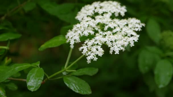 Des Branches Sureau Gros Plan Sur Sureau Fleurs — Video