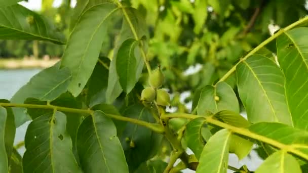 Zrající Vlašský Ořech Zelený Ořech Větvi Stromu — Stock video