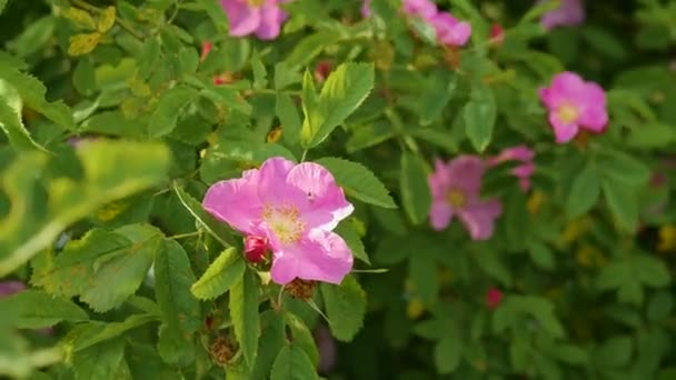 Różowe Róże Biodra Kwiat Bliska Kwitnące Róże Biodra — Wideo stockowe