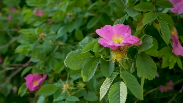 粉红玫瑰花特写 绽放玫瑰臀 自然背景 树枝上的森林花 — 图库视频影像