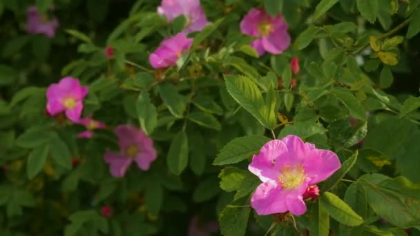 Ροζ Τριαντάφυλλο Λουλούδι Close Ανθισμένα Ισχία Τριαντάφυλλο Φόντο Φύσης — Αρχείο Βίντεο