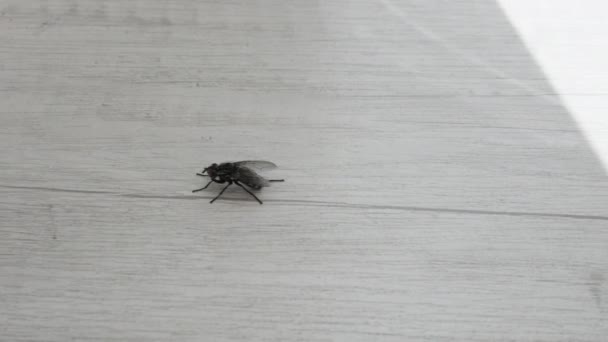 Mosca Insecto Una Superficie Madera Mosca Insecto Primer Plano — Vídeos de Stock