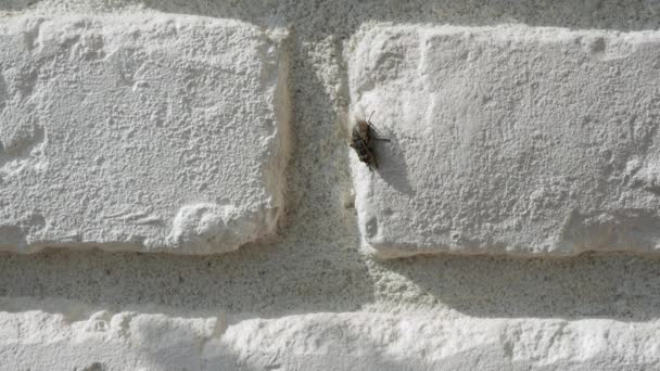 Mosca Insecto Una Pared Ladrillo Blanco Primer Plano Una Mosca — Vídeos de Stock