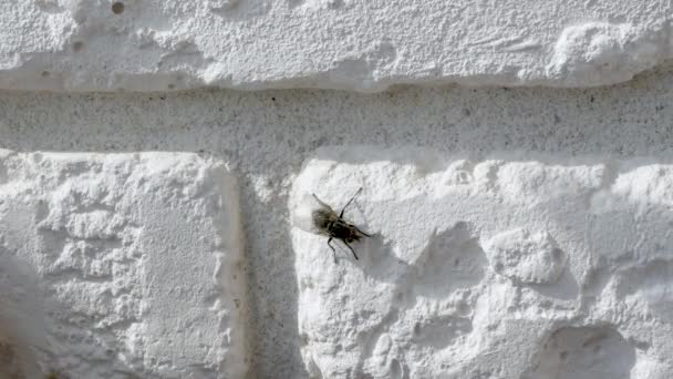 Mosca Insecto Una Pared Ladrillo Blanco — Vídeos de Stock