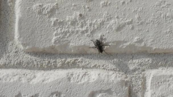 Mosca Insecto Una Pared Ladrillo Blanco Primer Plano Una Mosca — Vídeos de Stock