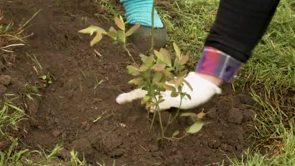 人々は木を植え 庭に若いブルーベリーの木を植えます — ストック動画