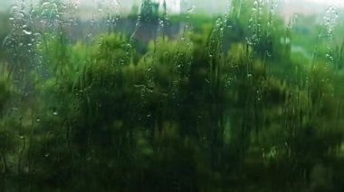 Şiddetli fırtına, yaz yağmuru, yağmurlu havada rüzgarlar ağaçları sallar. Cama düşer.