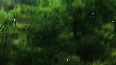 Şiddetli yağış ve şiddetli bir rüzgar. Pencerenin dışında yağmur damlaları var. Rüzgâr, yağmurlu havada ağaçları sallıyor.