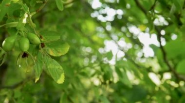 Ağaç dalında olgunlaşmış gül kalçaları. Yeşil gül kalçalar