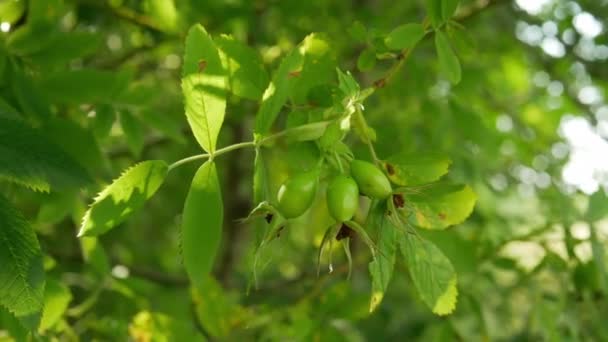 Ağaç Dalında Olgunlaşan Yeşil Gül Kalçaları Tıpta Tıbbi Çilek — Stok video