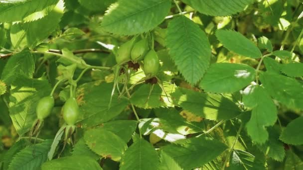 Rosa Canina Matura Rosa Canina Verde — Video Stock